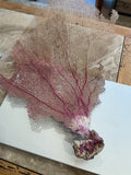 Sea Fan