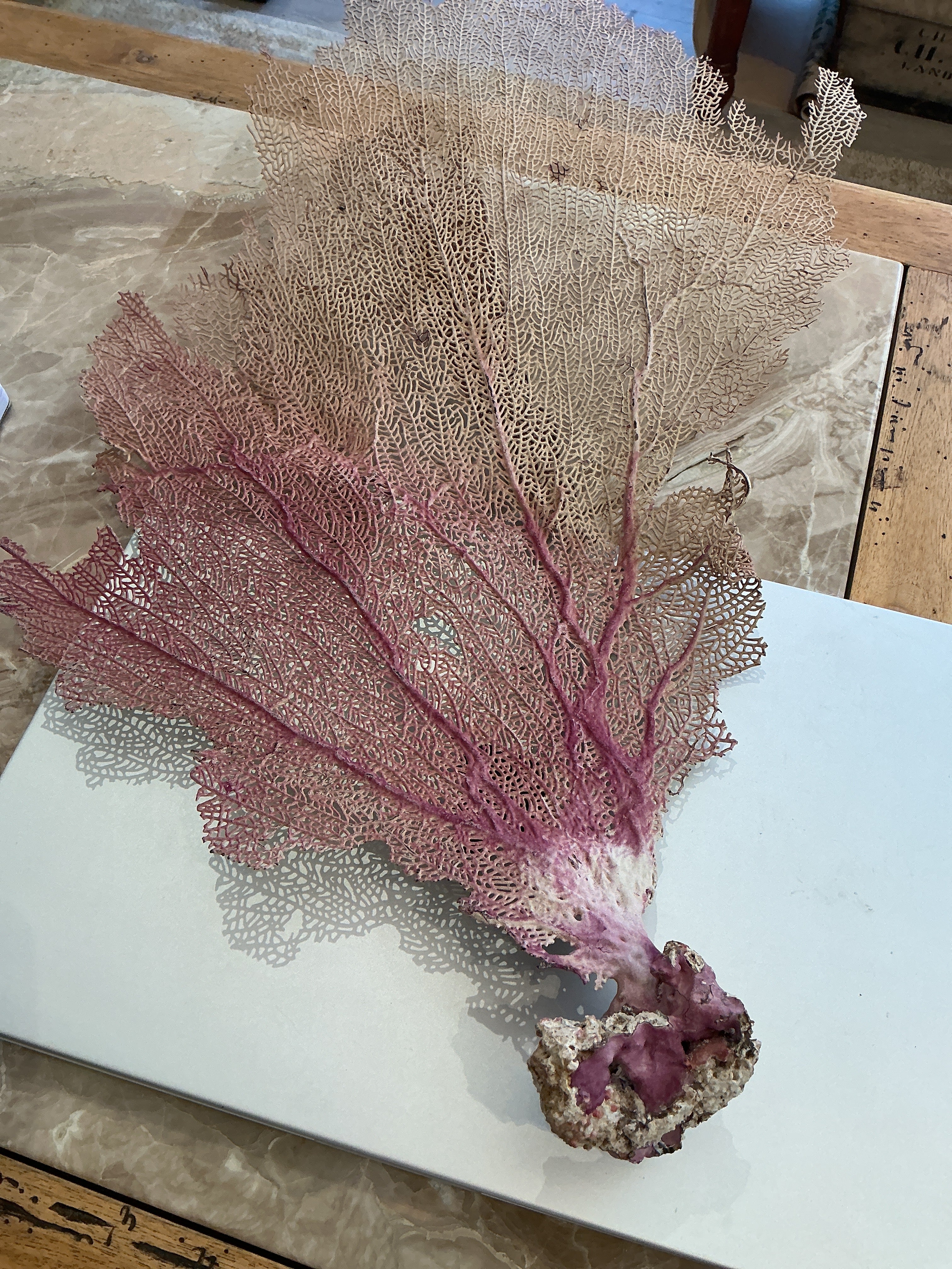 Sea Fan