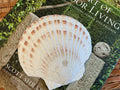 Seashell