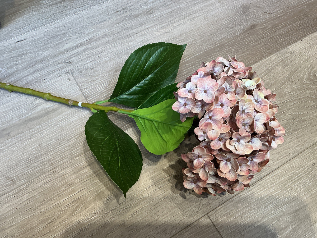Hydrangea Stem