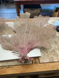 Large Sea Fan