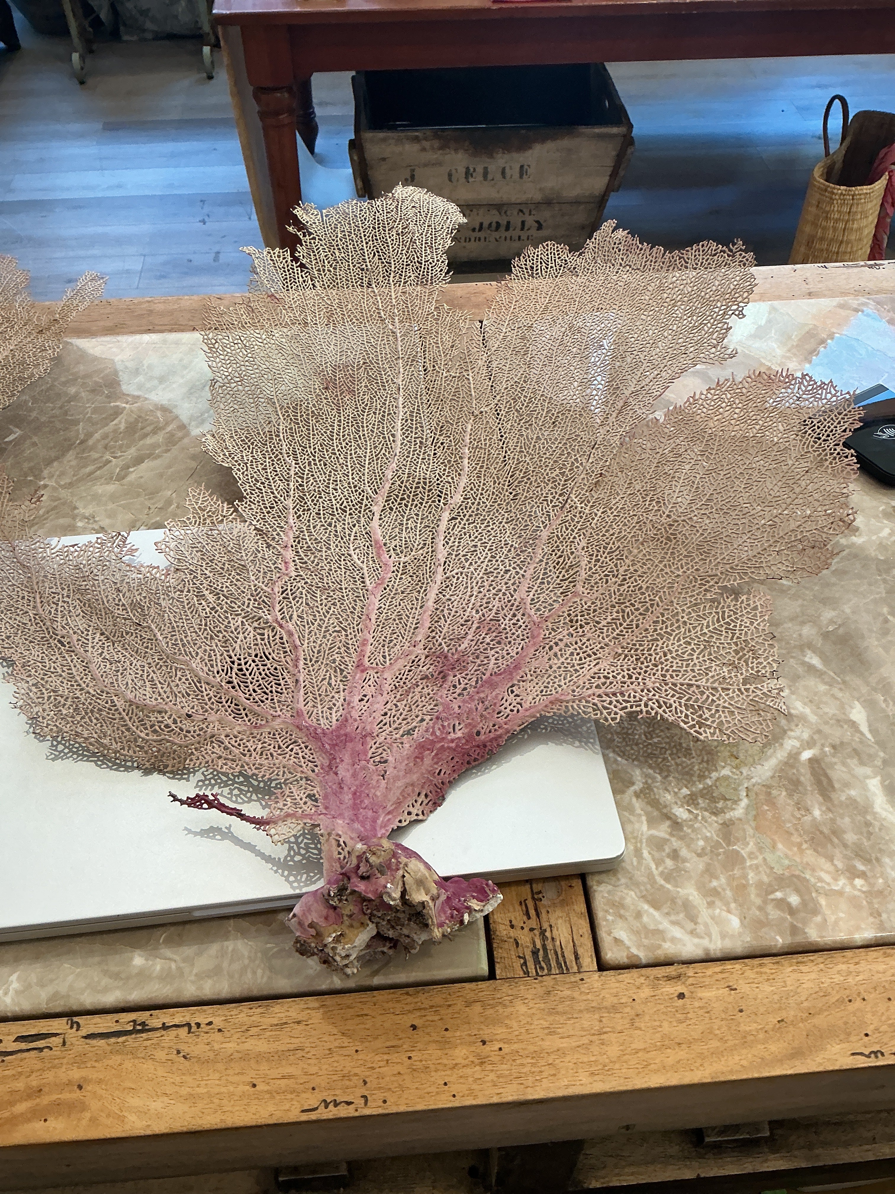 Large Sea Fan